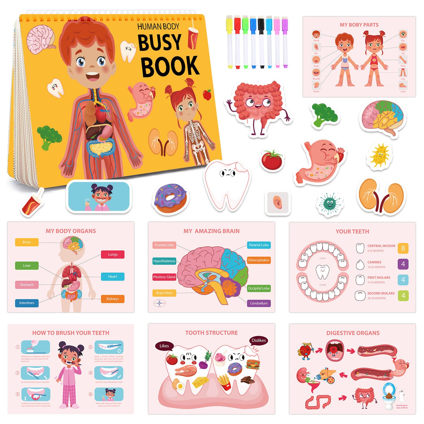 Human Anatomy Busy Book