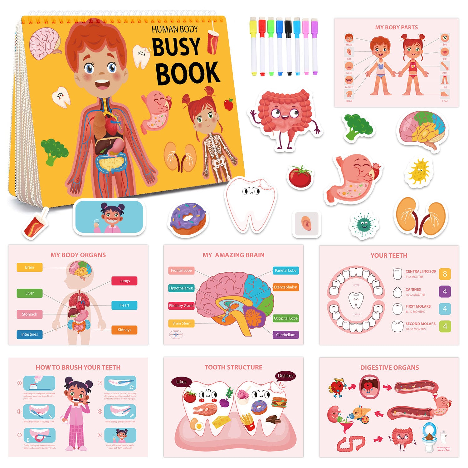 Human Anatomy Busy Book